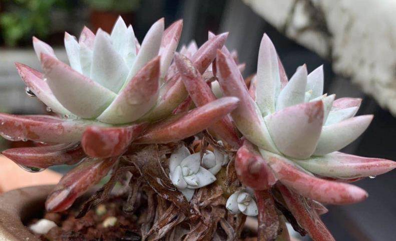 多肉如何生根快 a083c0f505804e61b1679491c0765507.jpeg