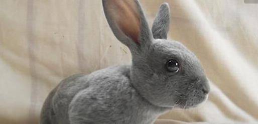 兔子的耳朵像什么似的 b05133b2d69a473fbb5bd7c7abad8b08.jpeg