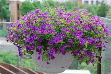 哪些花好养耐旱 faf77f5272f84ff0a0f644c3aed0c929.jpeg