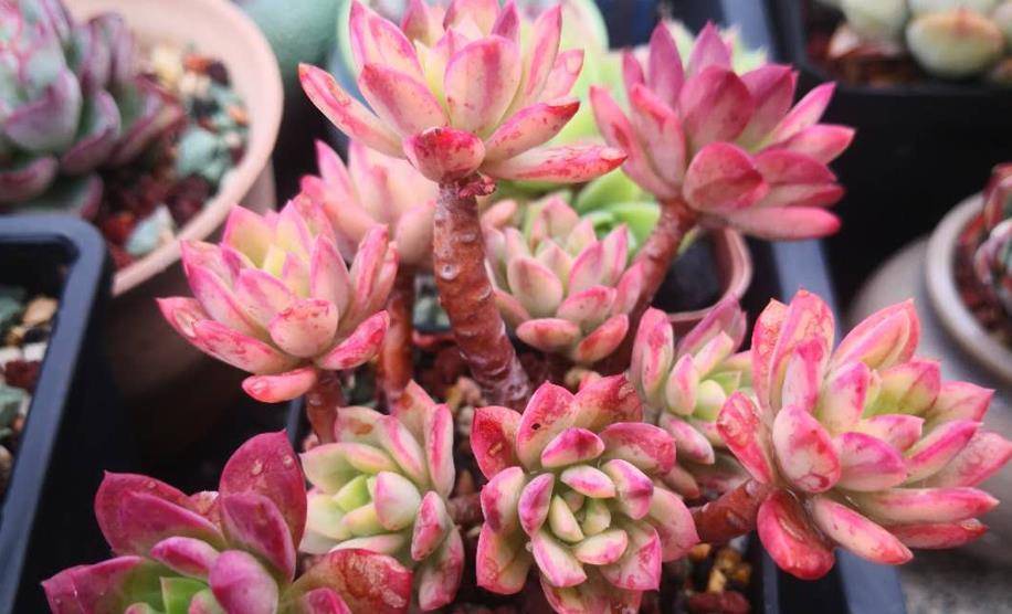 多肉小叮当锦怎样养只要注意这些养护细节想要养好它一点不难