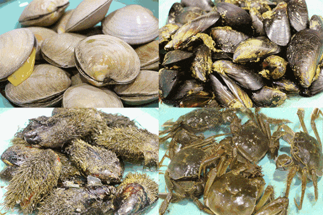 大连作为一个沿海城市,以新鲜肥美的海鲜闻名,当地盛产的海鲜品种繁多