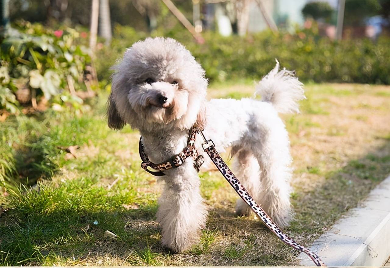 能延长泰迪犬的 寿命 的方式 你做对了几个 狗狗