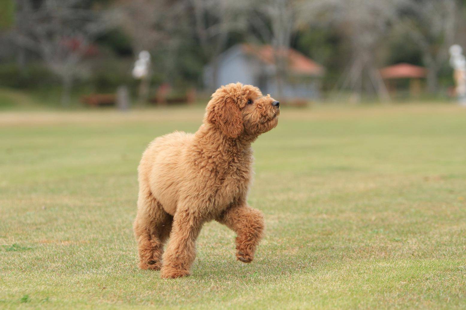 我愣了一下,这么大的贵宾,也不是标准贵宾犬啊