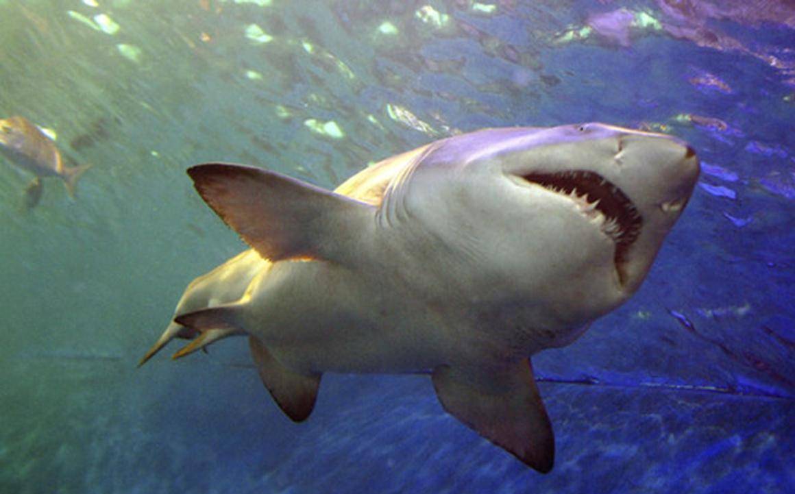 动物凶猛1988年面对噬人虎鲨海豚母子勇救海底潜水美国夫妇