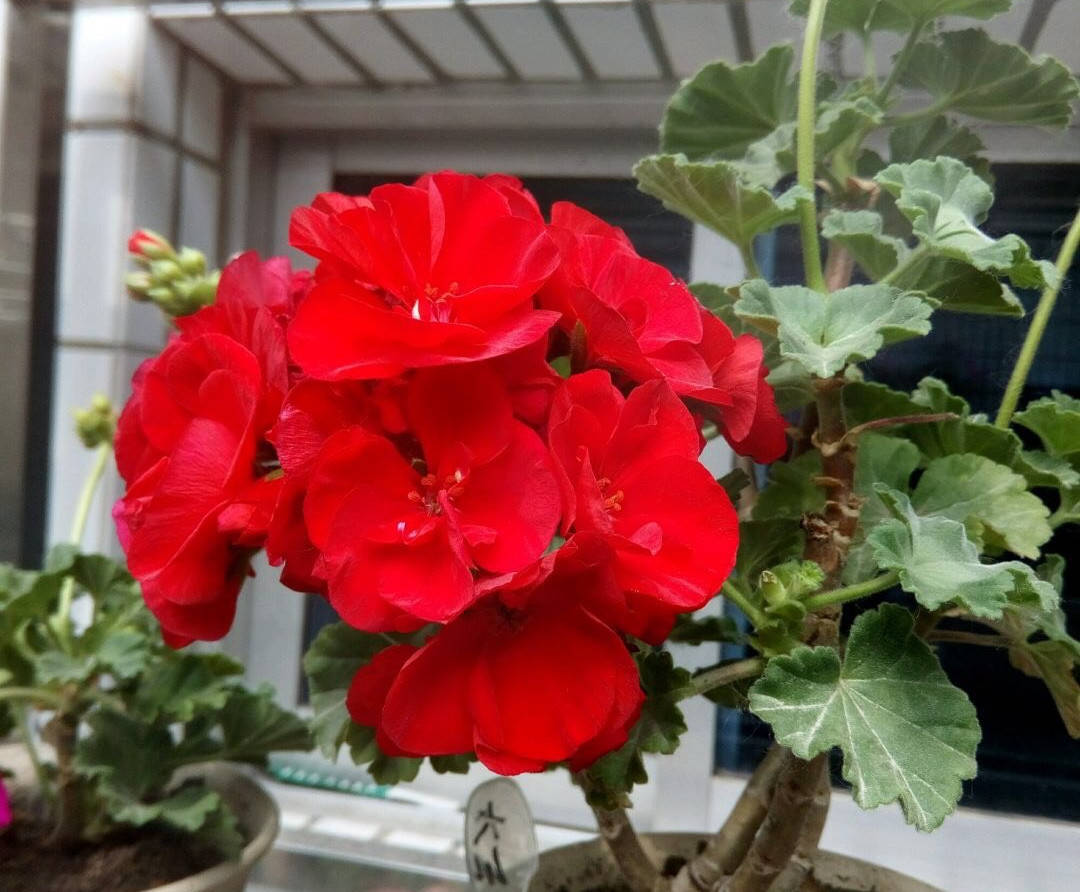 2种 开花机器 适合养阳台 夏秋都有花 花色绝美看不腻 天竺葵