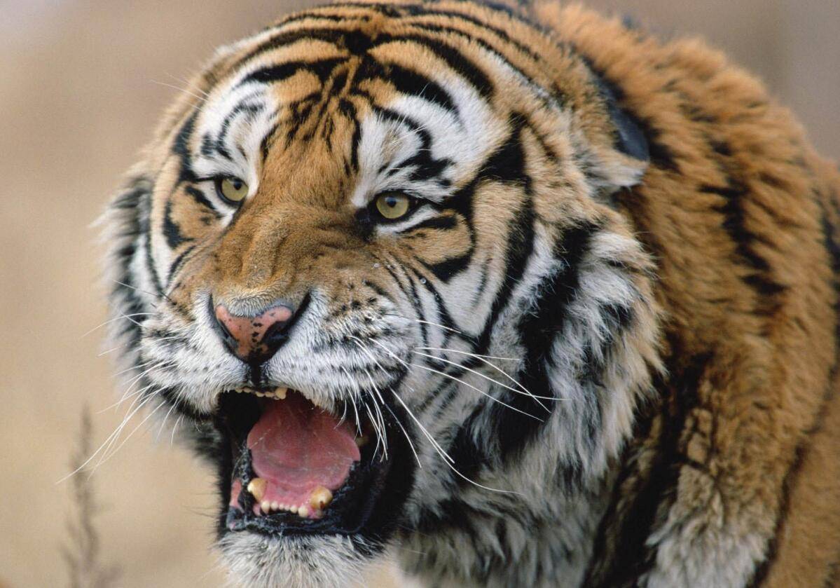 野外宣布灭绝至今9年华南虎野外还有不能不能野化释放