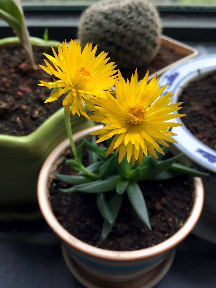 原创4种开花分外漂亮的多肉