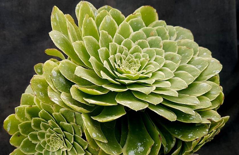 多肉翡翠冰法师是法师系的小清新但养护经验不足的人驾驭不了它