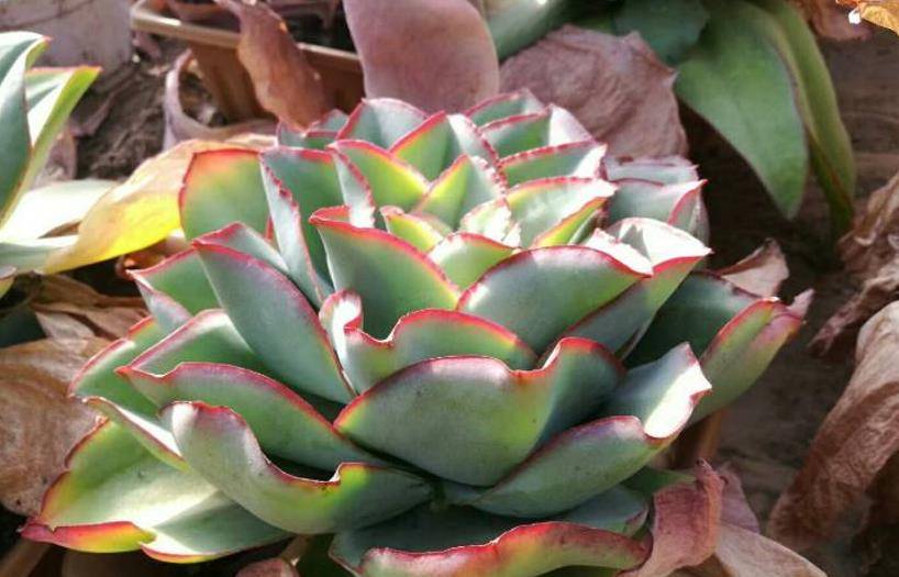 多肉钢叶莲超好看超好养,同时没有明显的休眠期,喜欢秋季可入手