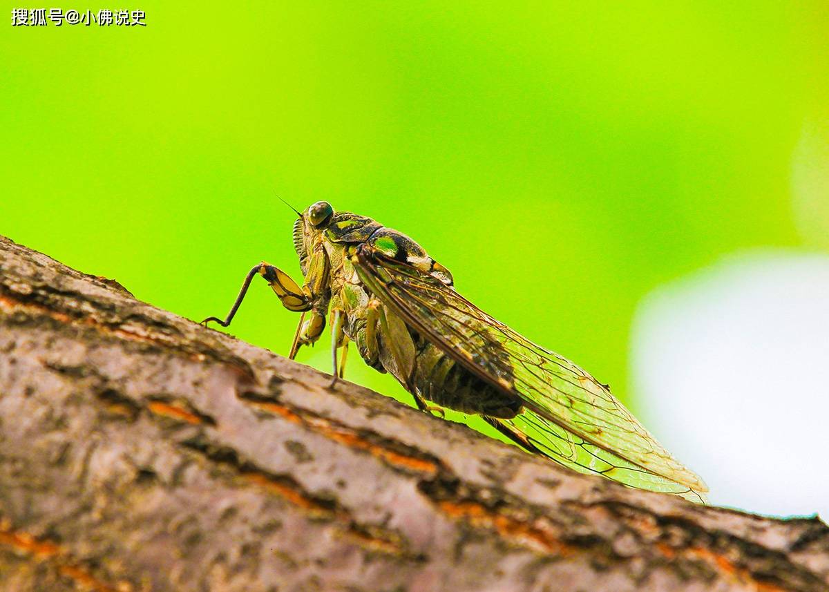 整首诗看似咏蝉,实则在写自己遭受污蔑的伤痛与忧愤,表达自己对朝廷的