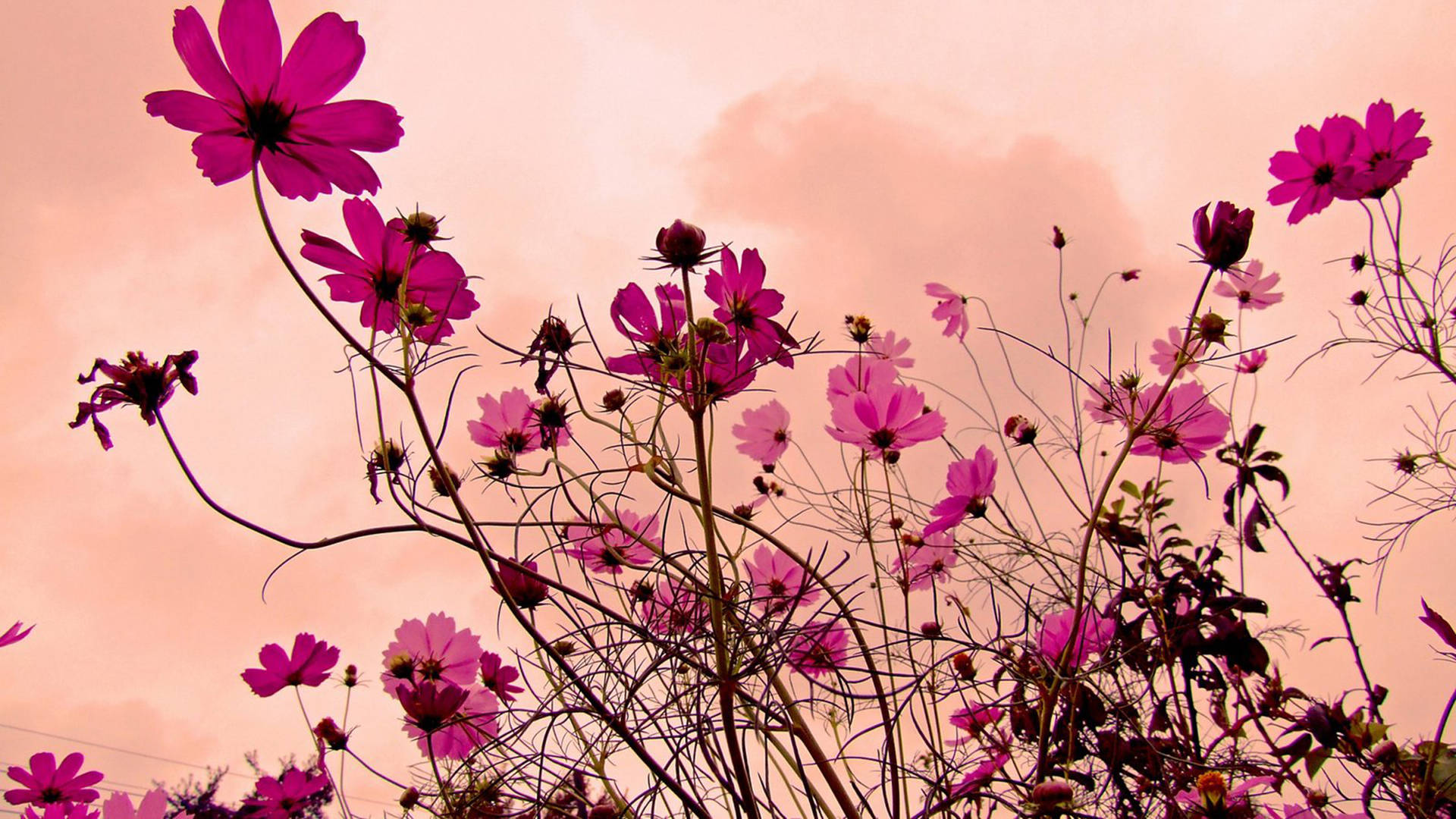 原创原谅过往,旧情释然,生活其乐融融的星座