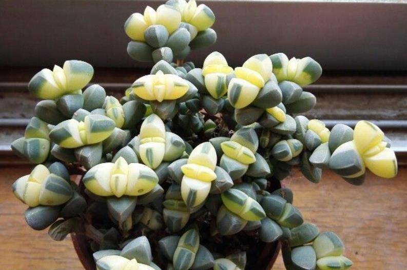 多肉黄金鹿角海棠就是鹿角海棠锦但假的很多我们可以这样区分