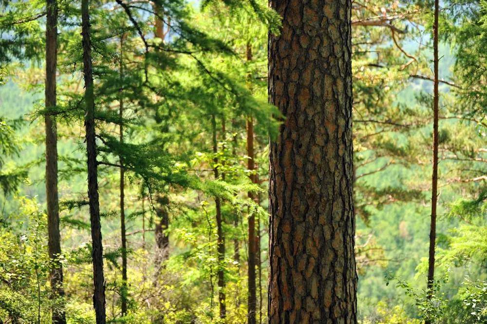 市场竞争优势显现中国中西部地区俄罗斯松木前景广阔