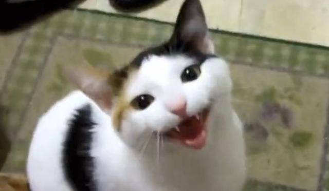飼養員為了測試豹子忠心程度，在它面前裝死，結果讓大家都沒想到 萌趣萌寵 第1张