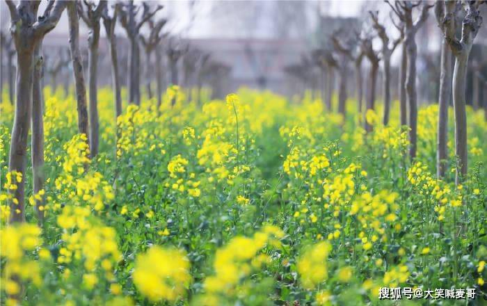 近日 西安第一波油菜花海绽放 西京学院内花团锦簇蜂飞蝶舞 种植