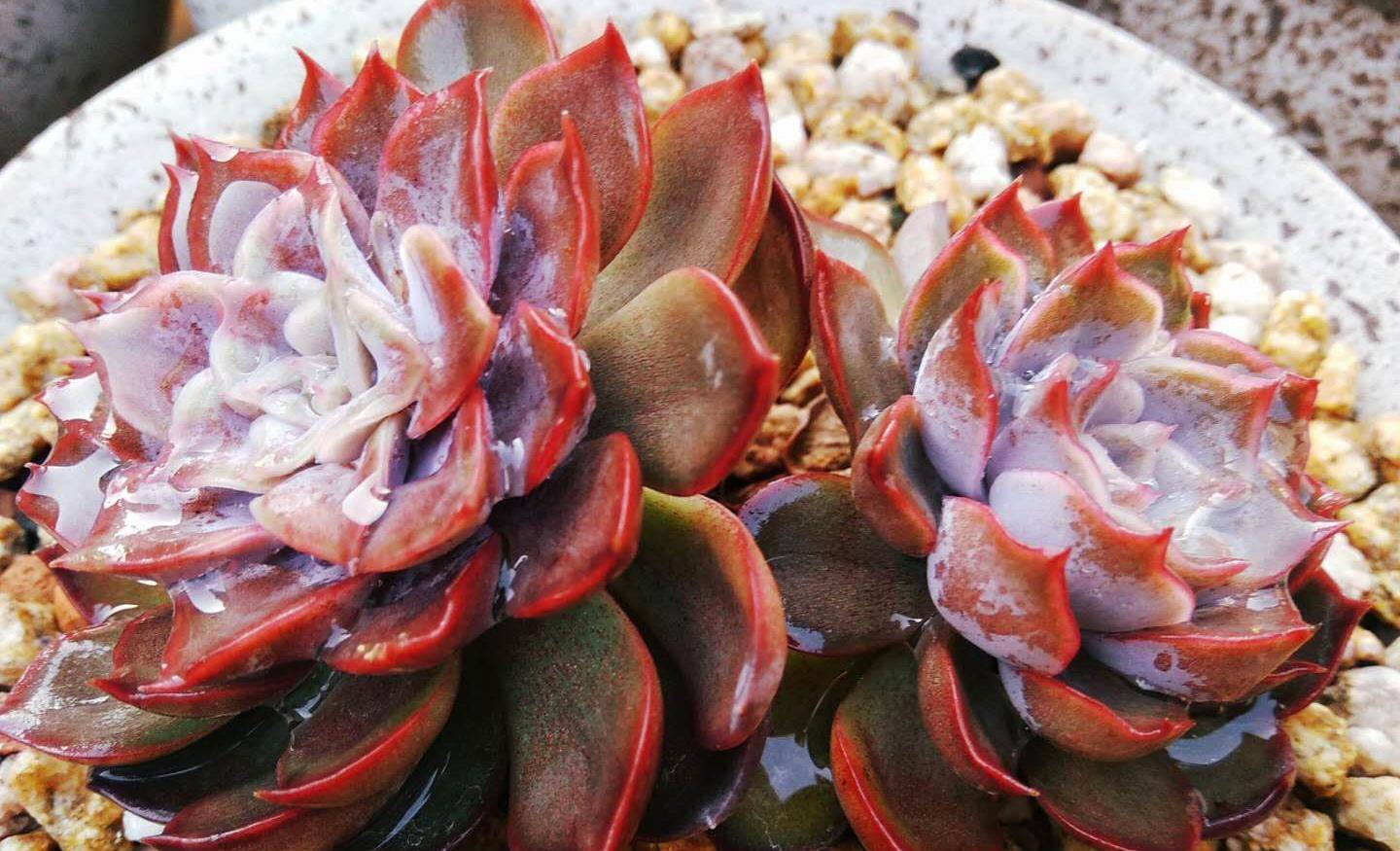 环境一般想养月影系多肉?试试暗冰,它是最容易出状态的月影之一