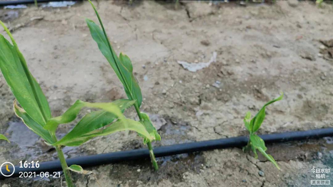 生姜怎么样更快发芽 73614a6693f34e43bec7d4087afcdf7f.jpeg