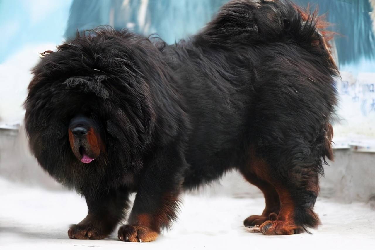 世界上十大体型最大的狗（全球最大的狗排行榜）-流思百科