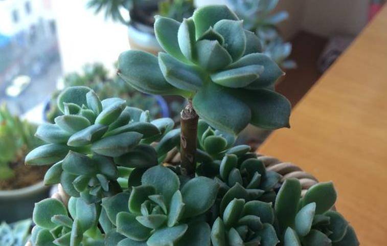 非常喜欢徒长的多肉植物妮可莎娜,养徒以后有三条路可供大家选择