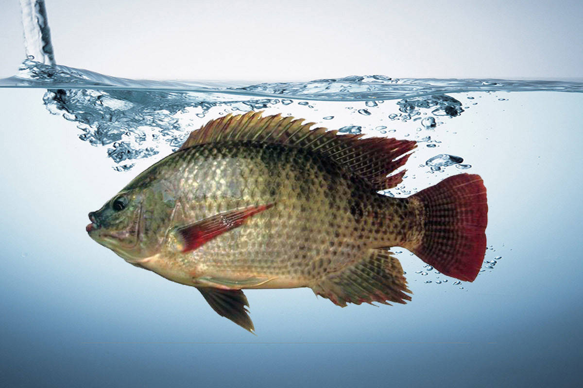 怎樣釣羅非魚夏季羅非魚喜歡什麼味型夏季釣羅非魚的要點