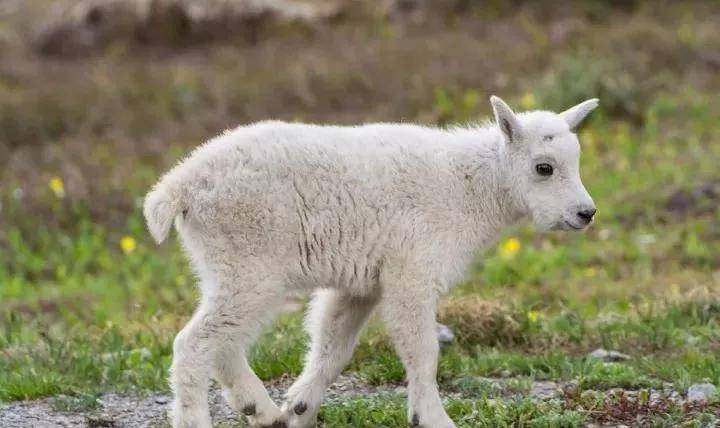 人工喂养体弱山羊羔的注意要点