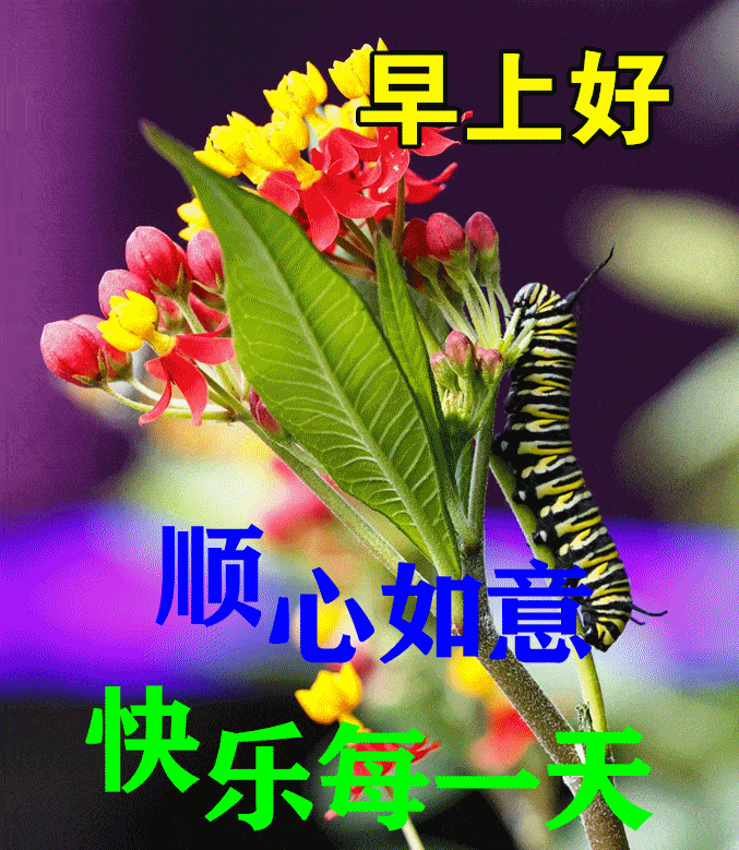 8张创意免打字夏天早上好动态图片表情带字和鲜花,好看的夏日早安问候