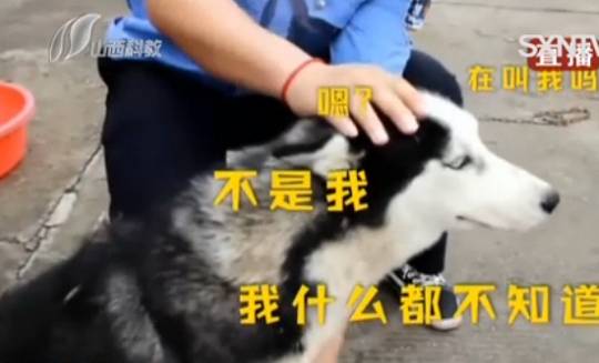 怎么教狗狗不咬鸡 4f8444c67bf8421fb1eca94668236019.jpeg