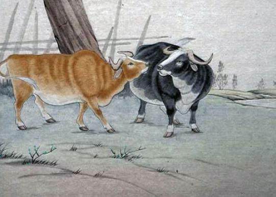 生肖牛女