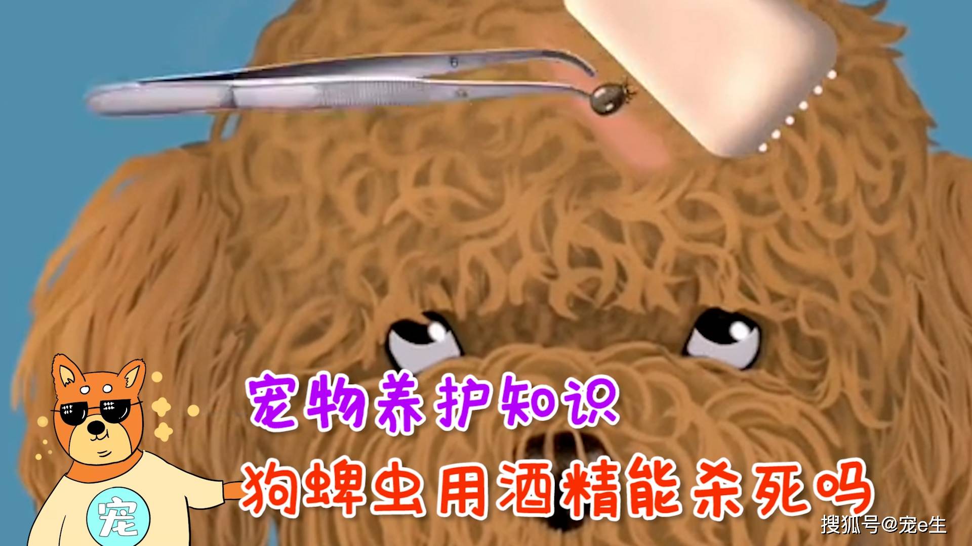 宠物养护知识狗蜱虫用酒精能杀死吗学会这几招轻松解决