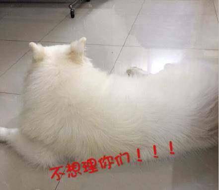 93f355c4c5974c5cb70d2cc70c0e7a19.jpeg