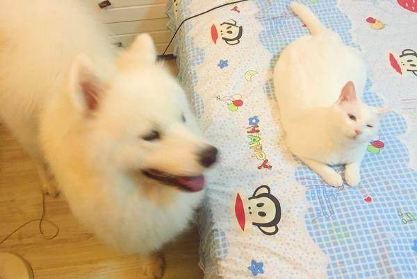 波斯|养猫一定要养这几种，太萌了！