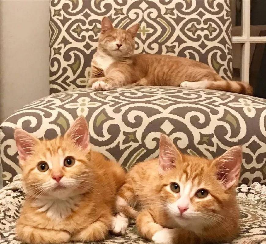 橘猫为什么很少母的 b2c2d1221bd148b0bd89ee3c84e8795d.jpeg