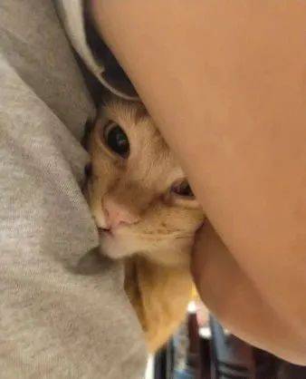 偷吃鱼被骂橘猫委屈到发抖跟爸爸告状求安慰