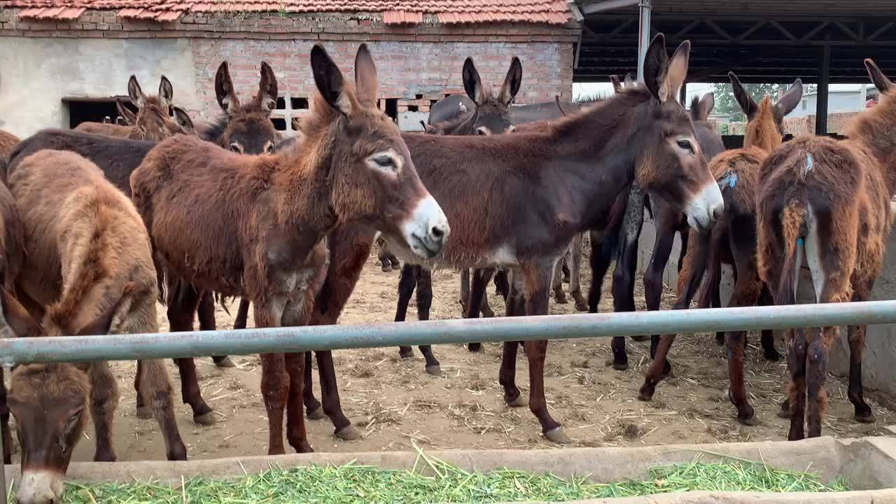吃百草的肉驴品种"德州驴"个头非常大,出肉率高,终生不得病