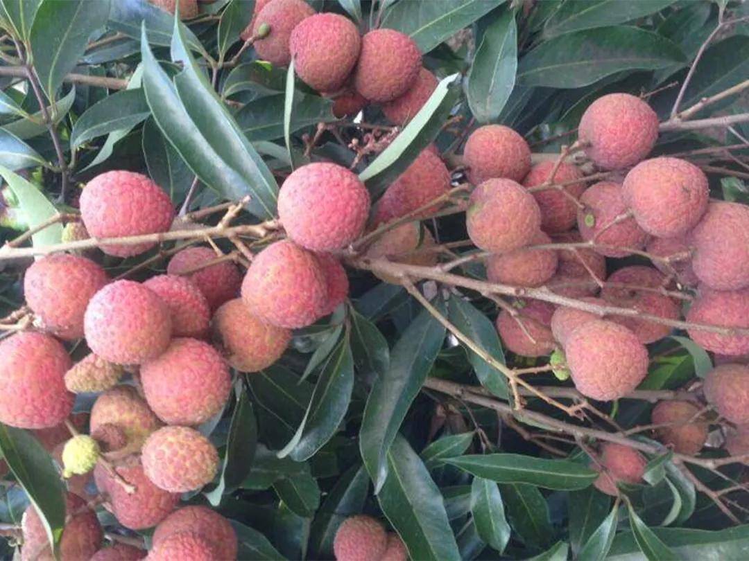 天生"荔"质,"枝"在广西隆安_荔枝