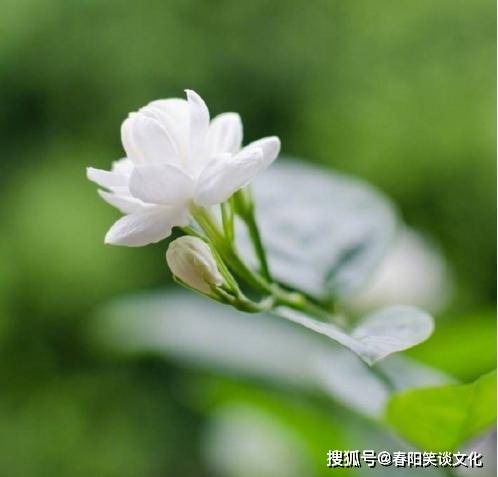 最静心的佛语，句句箴言，一生必读！