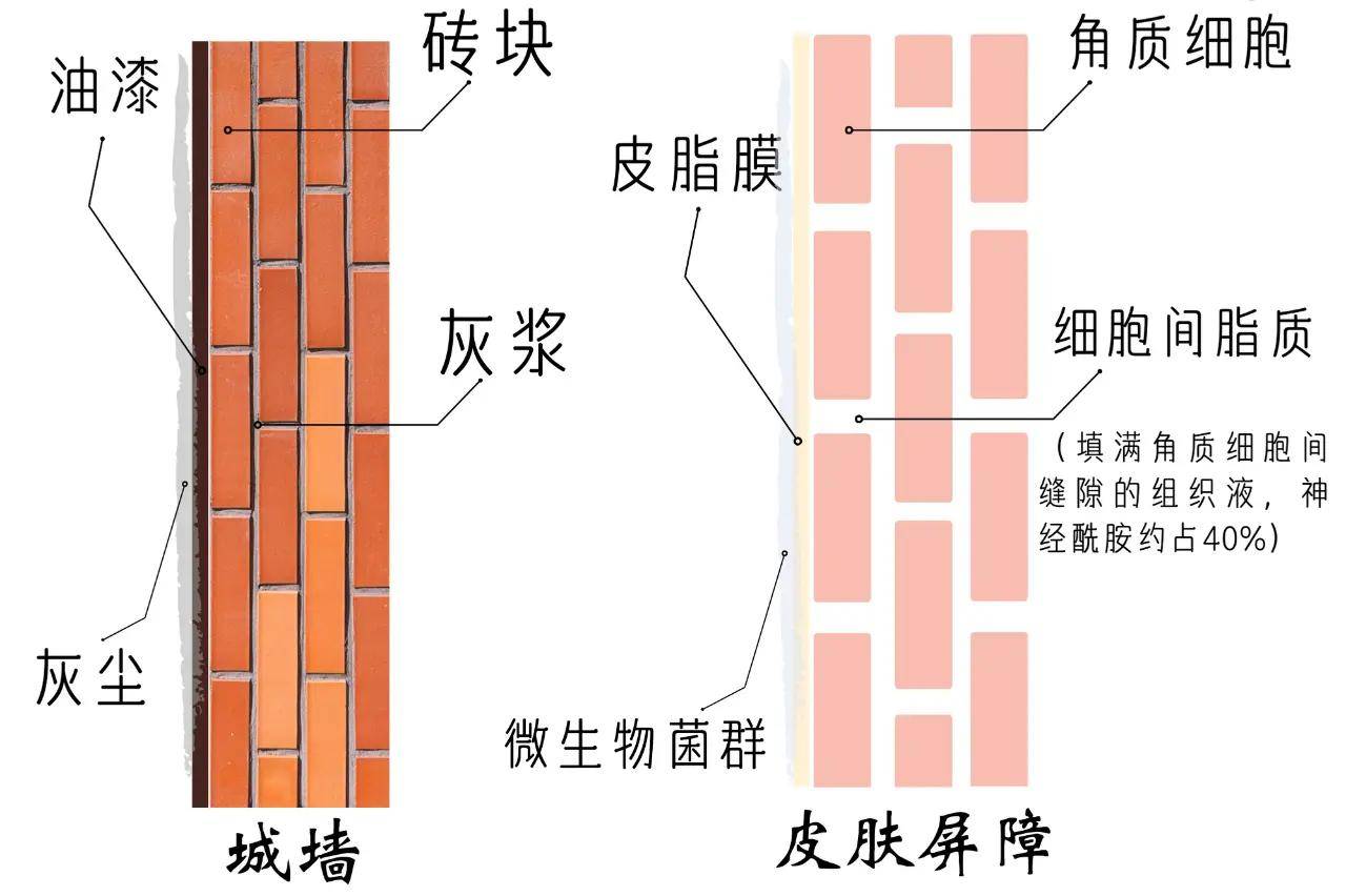 皮膚由表及裡依次分為 皮脂膜,角質層,顆粒層,有棘層和基底層,皮膚