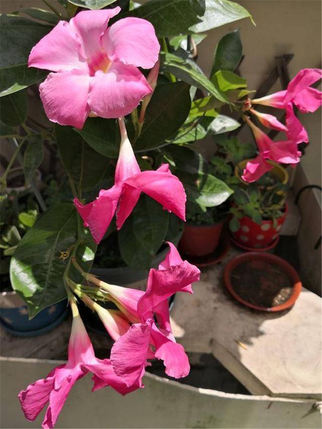 "飘香藤"黄叶掉落怎么办?先别着急,用这3招准能治好