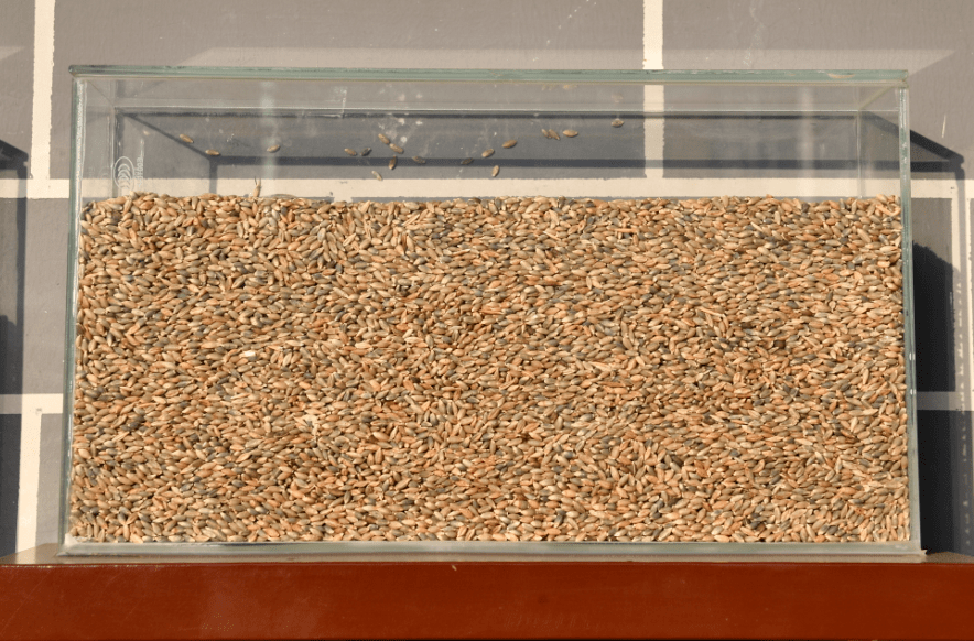 青稞是能脱壳的裸大麦