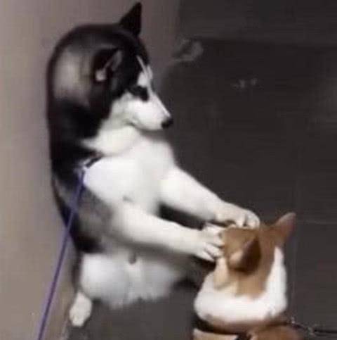 观点评论|主人觉得养的二哈挺聪明，是因为自家还有只柯基，完全是被逼的！