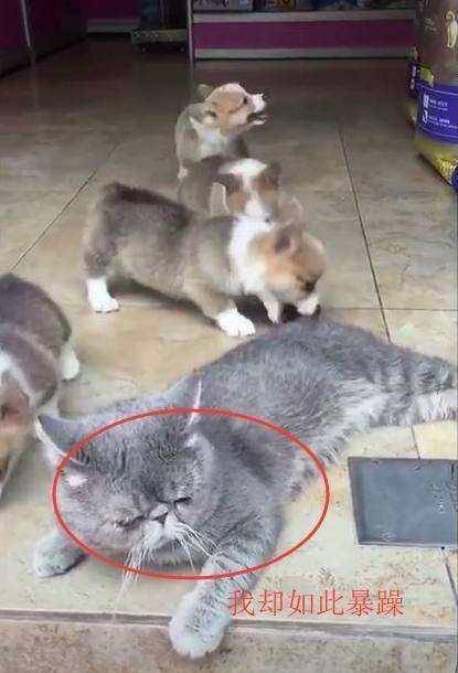 观点评论|佛系猫被柯基欺负：世界如此美好，我却如此暴躁，这样不好，不好