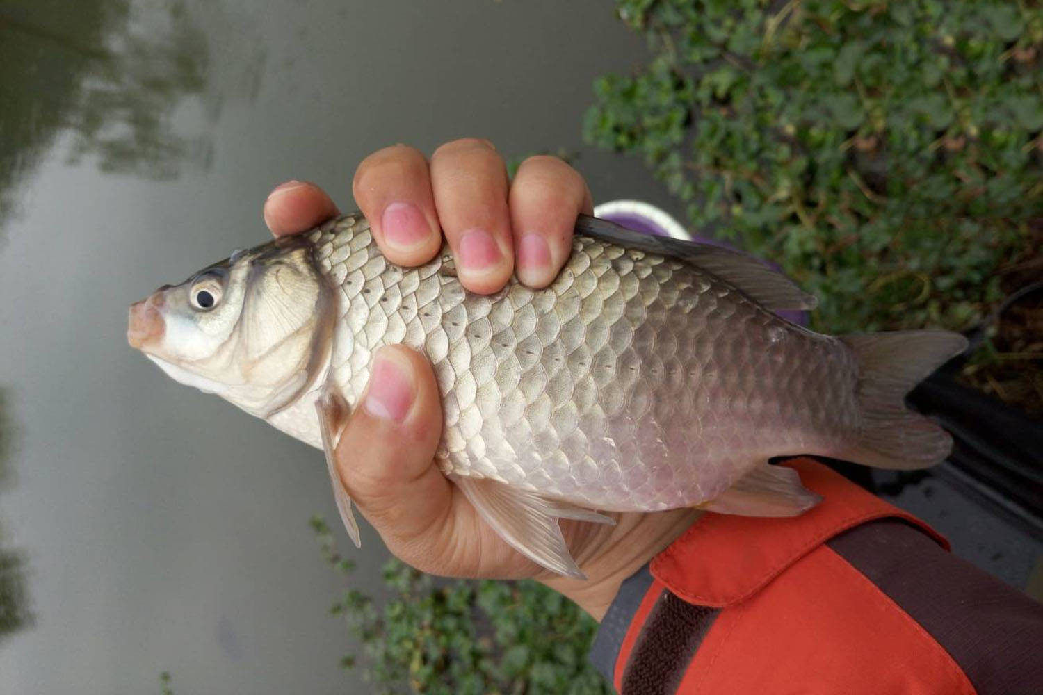 釣鯽魚,無論黑坑還是野釣,選釣位都是最重要的環節,釣位選得好,釣到盆