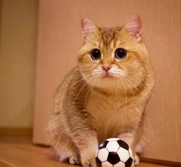什么宠物猫最漂亮 543a8154853249dea13714baac7efbfd.jpeg