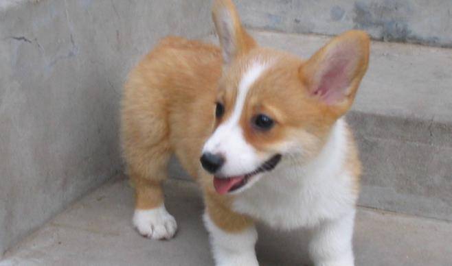 梳子|掉毛特别厉害的5种狗狗，让宠主很烦恼，弄的家里到处是狗毛