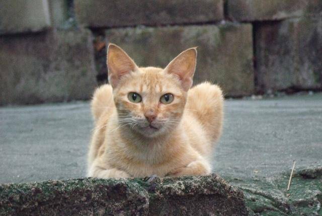 猫咪叫声小小的嗲嗲的 6b123874a54547b7963fce272ae70ec0.jpeg