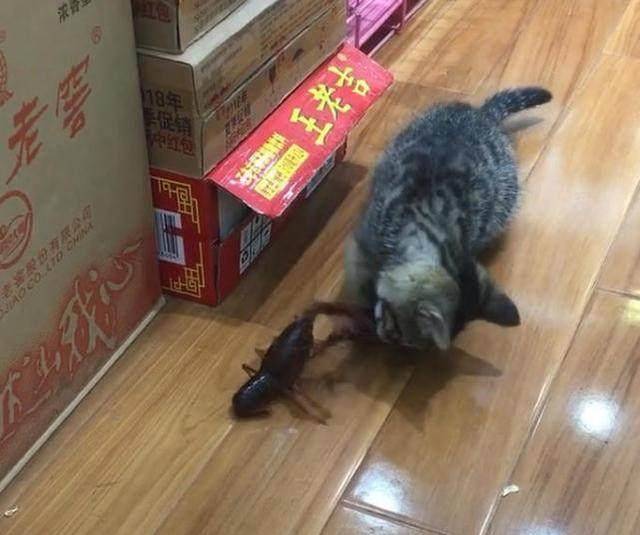 小猫咪叫声感觉有点叫不出来 74bf0316725b4ef48133ecf3ef6c84da.jpeg