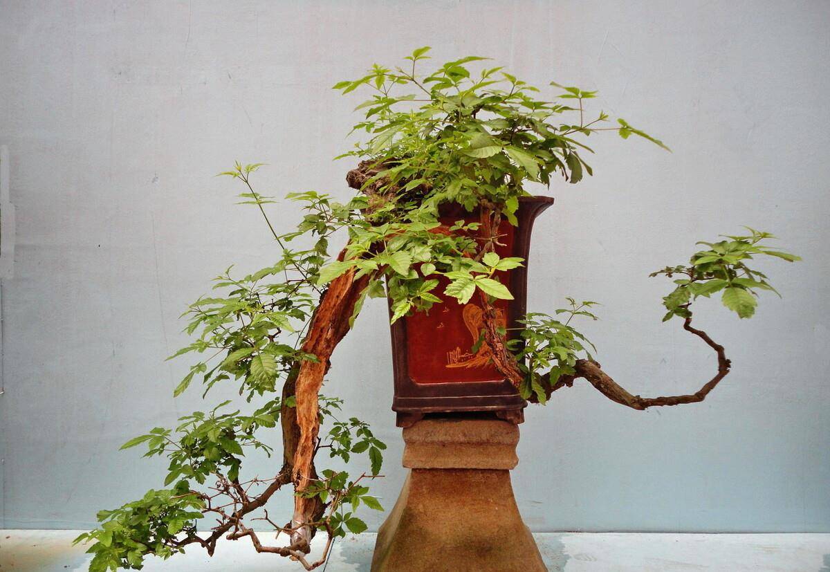 适合家里养的盆景有什么 a52dc0970e07476db59b405f81b31002.jpeg