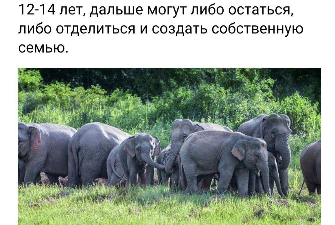 大象国产（大象官网入口）