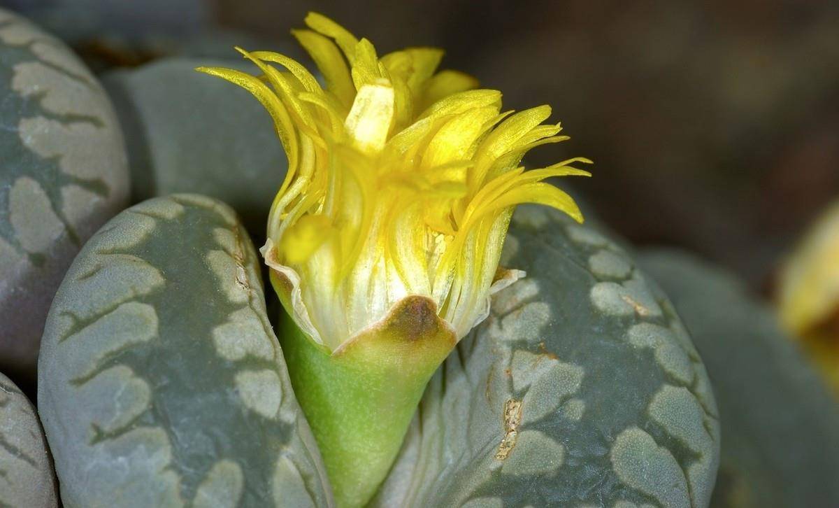 生石花的3个生存实验,证实只要做好这几步,养出彩就这么简单_花友