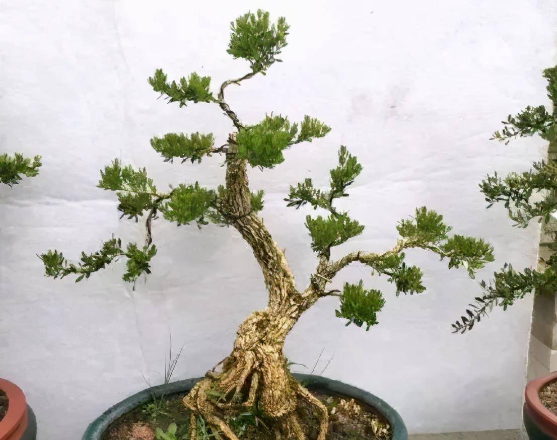 盆景初接触如何快速地学会盆景造型技法黄杨小苗是最好的老师